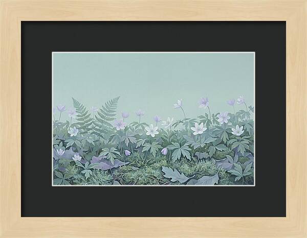 Wood Anemone Awakening