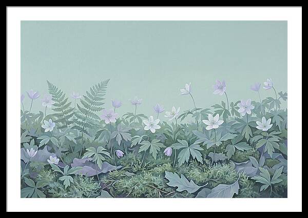 Wood Anemone Awakening