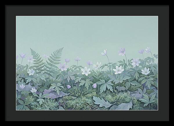 Wood Anemone Awakening
