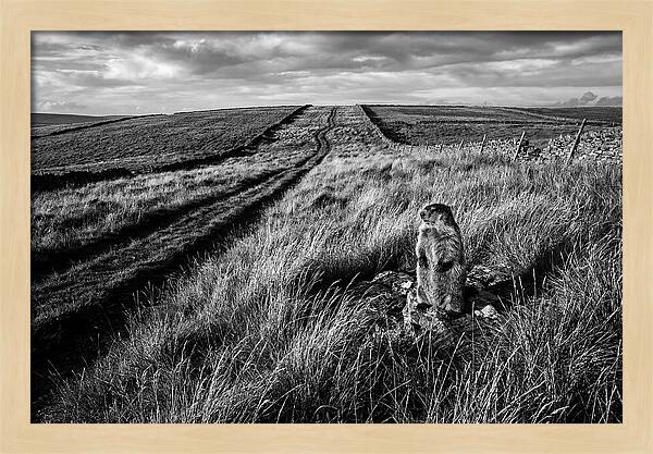 Woodchuck Standing Alert On Grassy Hills
