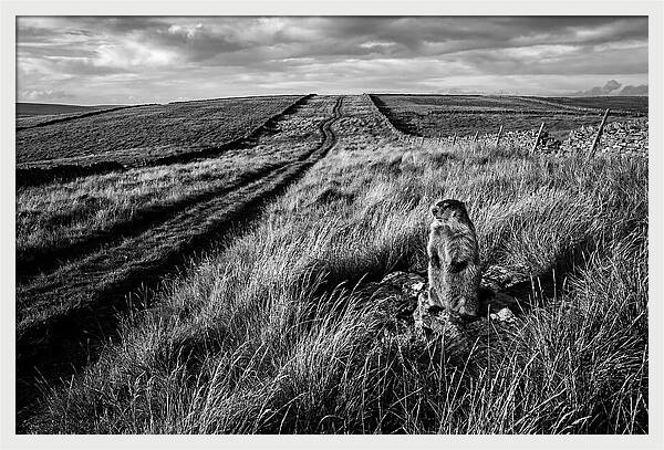 Woodchuck Standing Alert On Grassy Hills