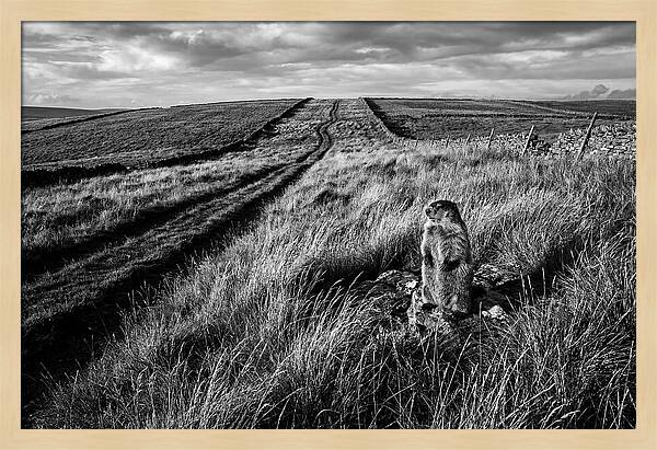 Woodchuck Standing Alert On Grassy Hills