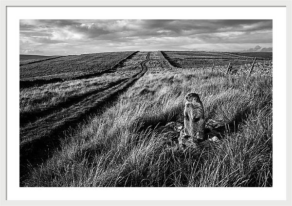 Woodchuck Standing Alert On Grassy Hills