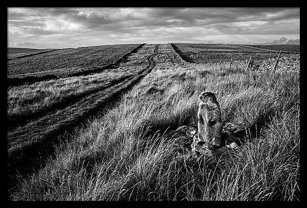 Woodchuck Standing Alert On Grassy Hills