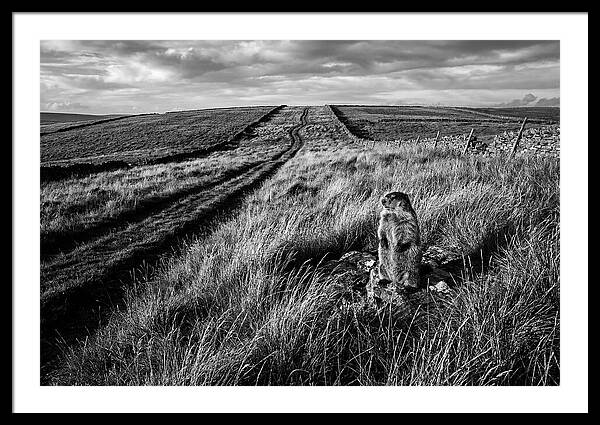 Woodchuck Standing Alert On Grassy Hills