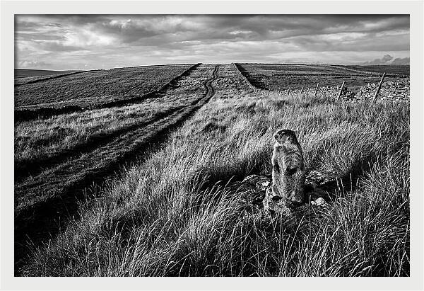 Woodchuck Standing Alert On Grassy Hills