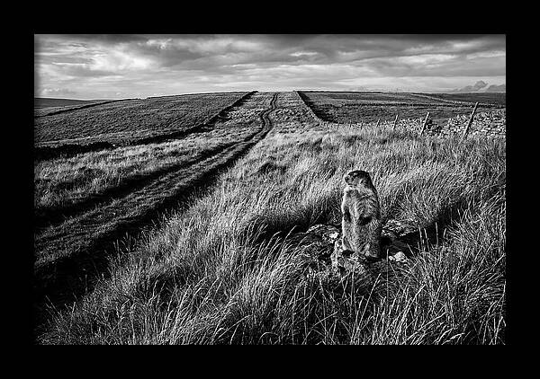 Woodchuck Standing Alert On Grassy Hills