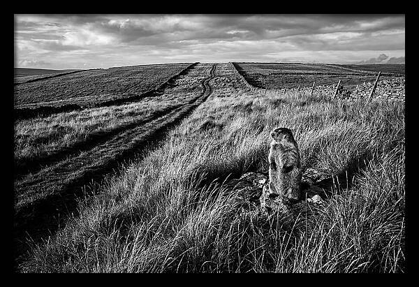 Woodchuck Standing Alert On Grassy Hills
