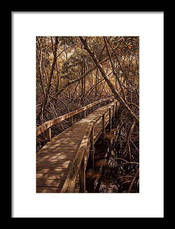 Wooden Bridge Through Mangrove Swamp