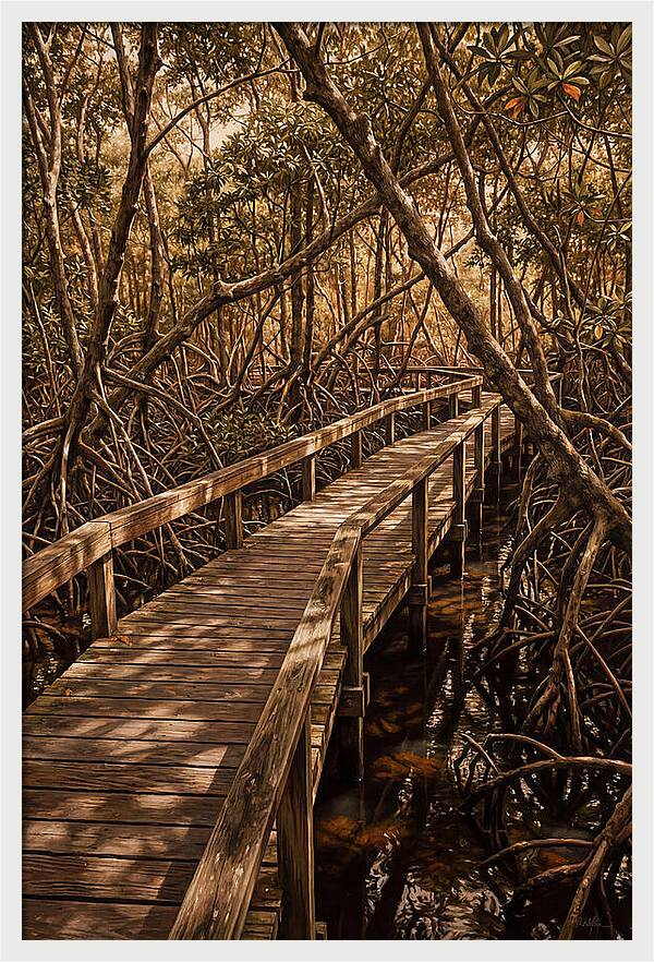 Wooden Bridge Through Mangrove Swamp