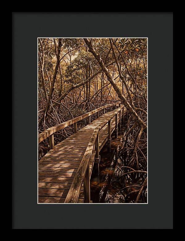 Wooden Bridge Through Mangrove Swamp