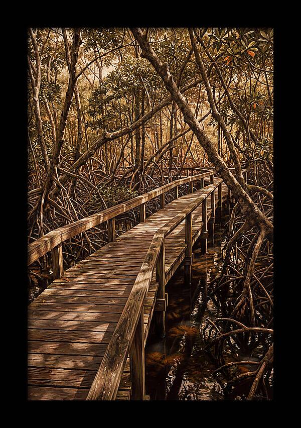 Wooden Bridge Through Mangrove Swamp