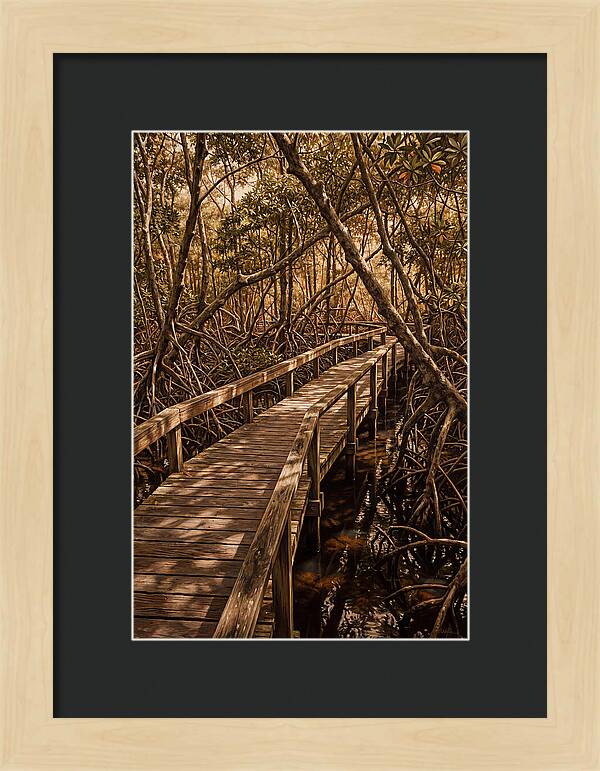 Wooden Bridge Through Mangrove Swamp