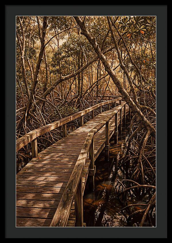 Wooden Bridge Through Mangrove Swamp