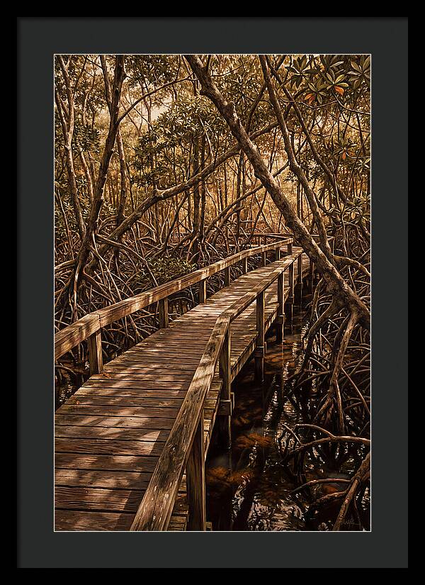 Wooden Bridge Through Mangrove Swamp
