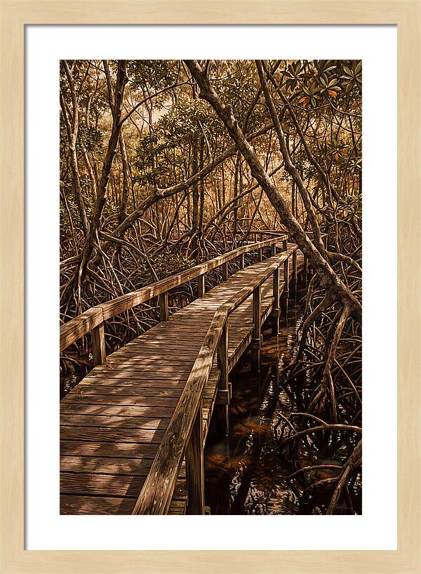 Wooden Bridge Through Mangrove Swamp