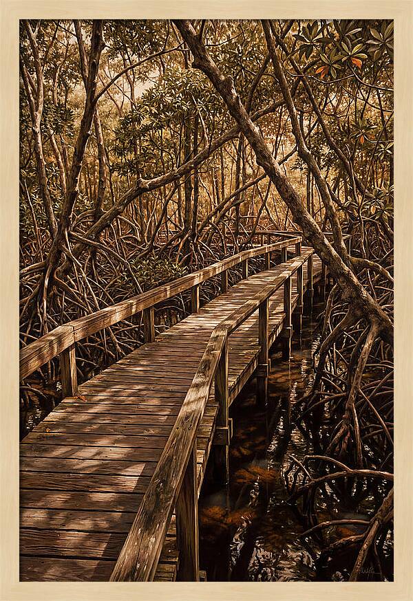Wooden Bridge Through Mangrove Swamp