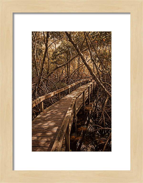 Wooden Bridge Through Mangrove Swamp