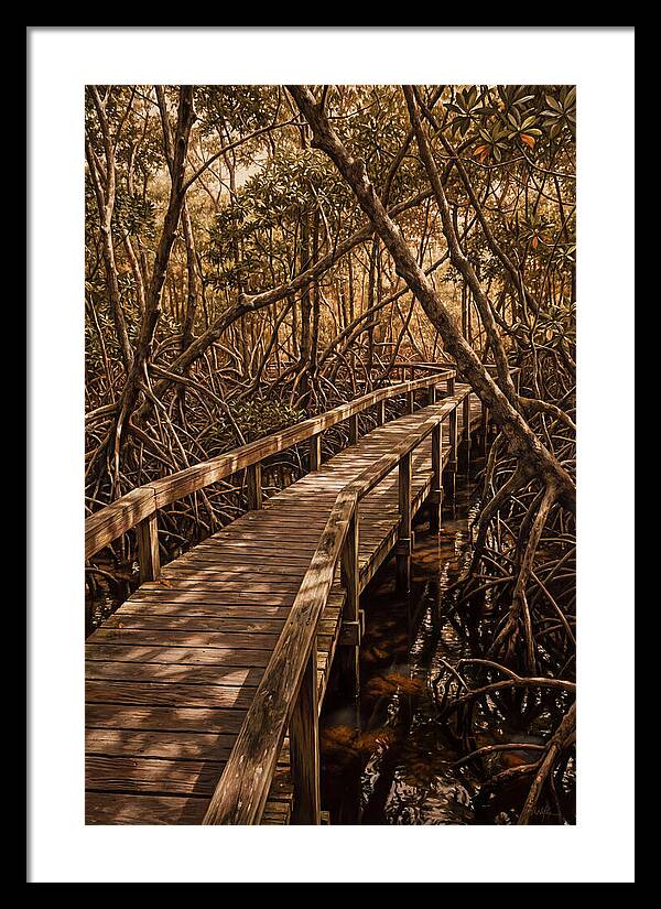 Wooden Bridge Through Mangrove Swamp