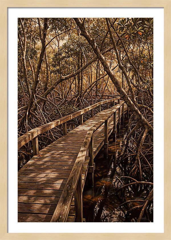 Wooden Bridge Through Mangrove Swamp