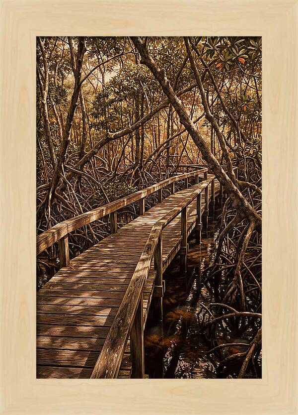 Wooden Bridge Through Mangrove Swamp