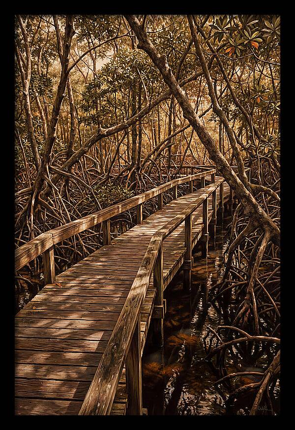 Wooden Bridge Through Mangrove Swamp