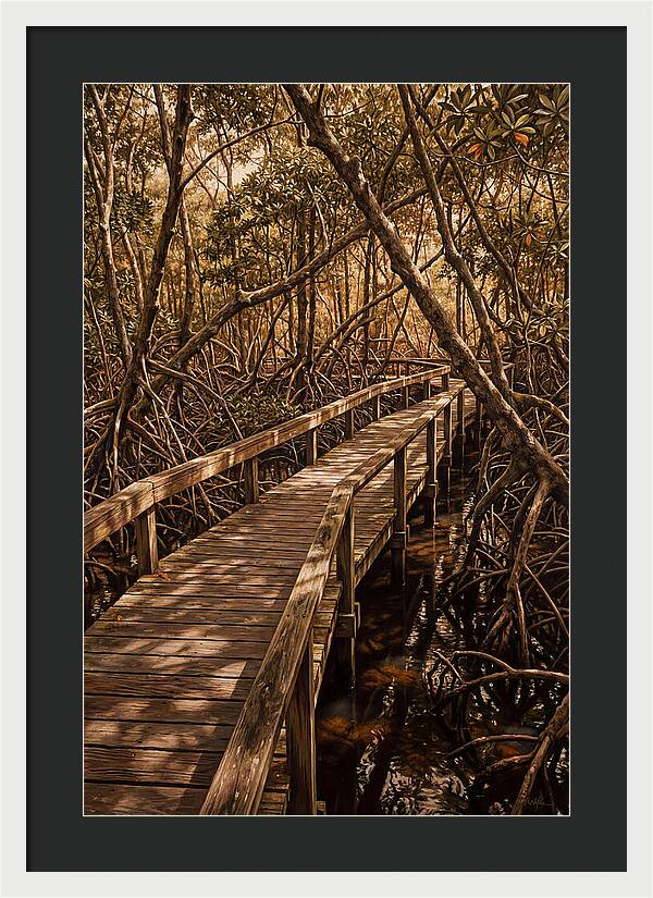 Wooden Bridge Through Mangrove Swamp