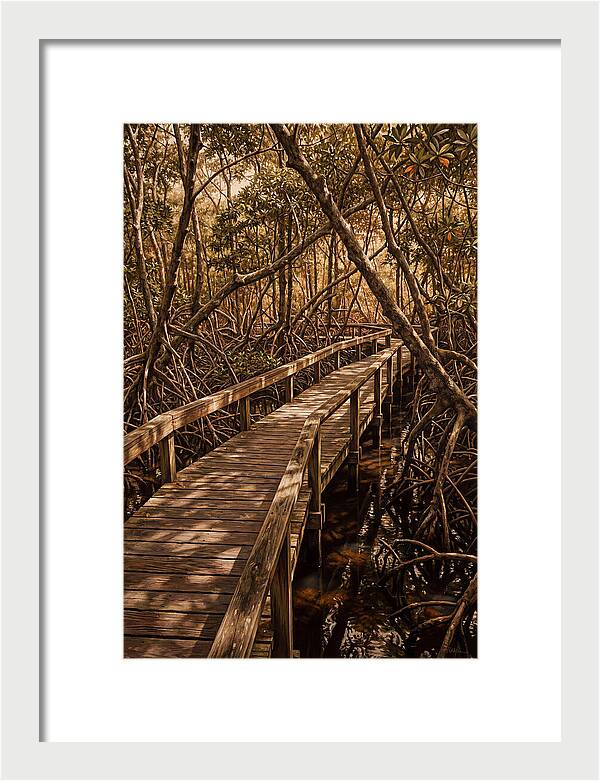 Wooden Bridge Through Mangrove Swamp