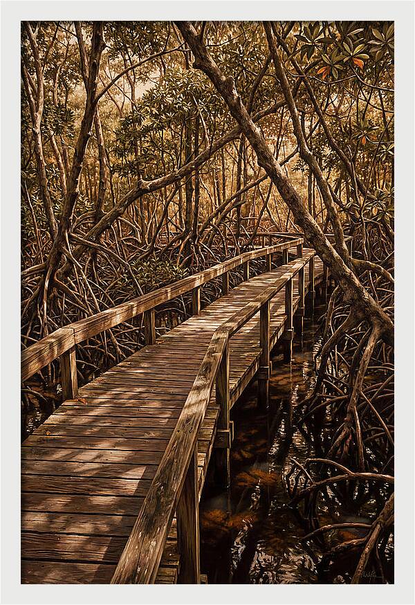 Wooden Bridge Through Mangrove Swamp