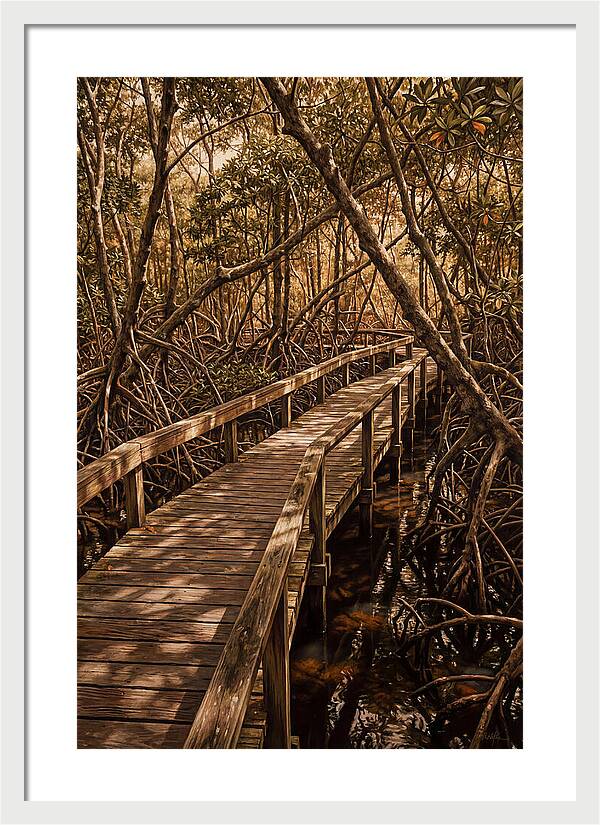Wooden Bridge Through Mangrove Swamp