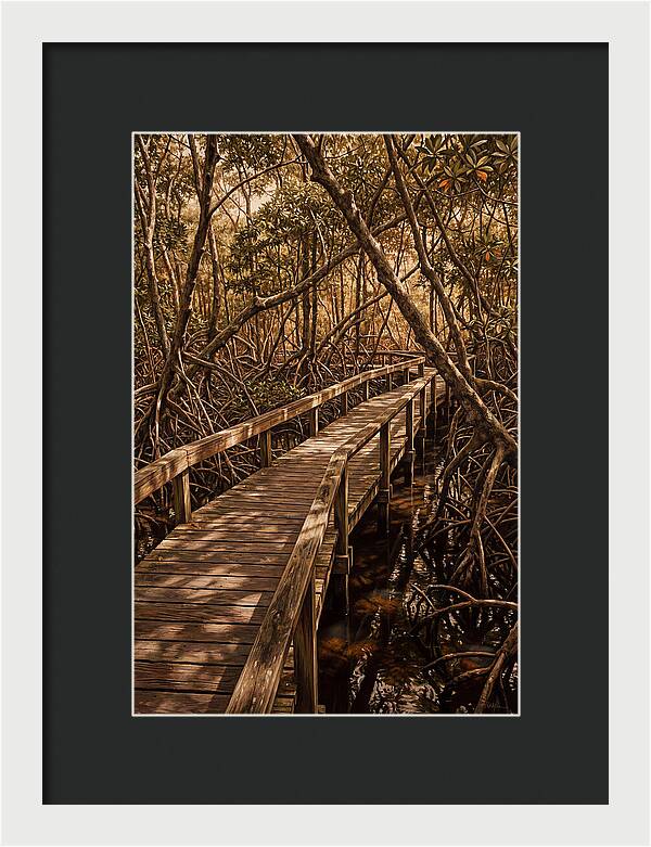 Wooden Bridge Through Mangrove Swamp