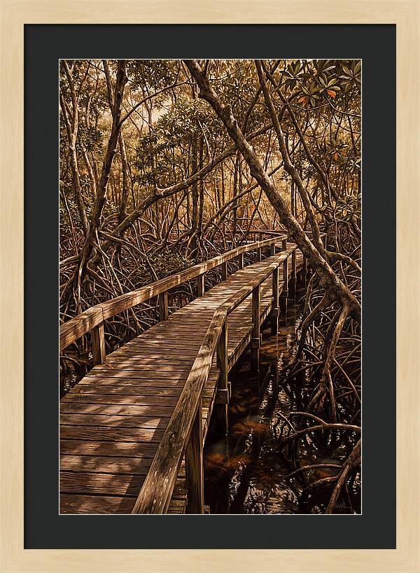 Wooden Bridge Through Mangrove Swamp