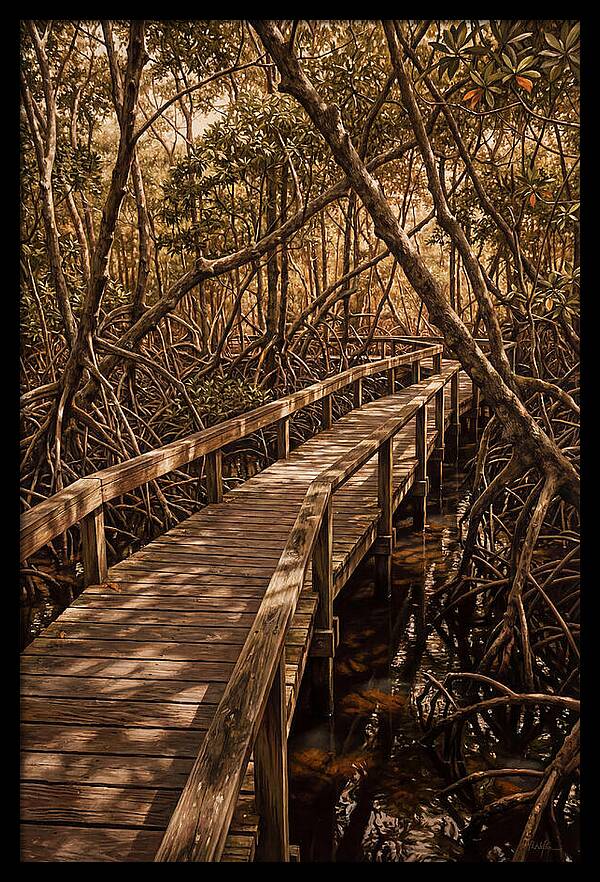 Wooden Bridge Through Mangrove Swamp
