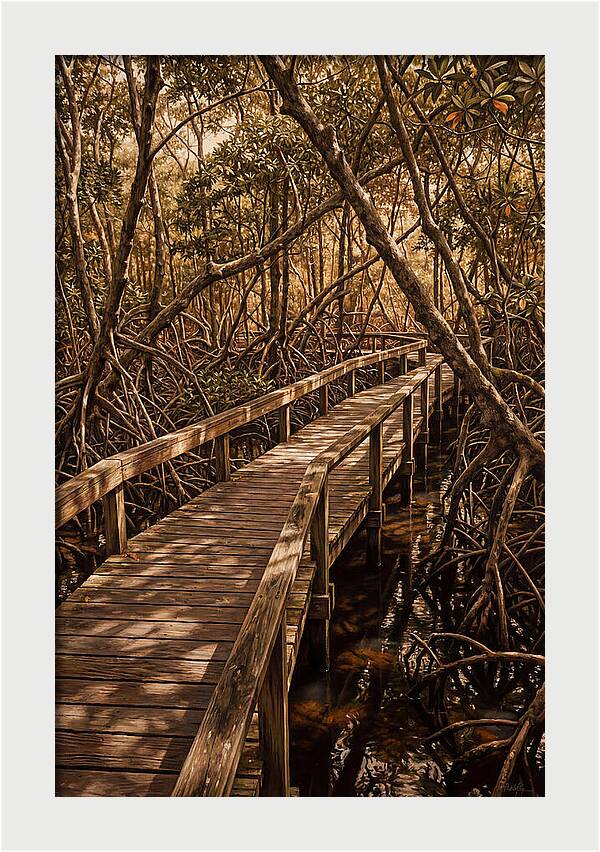 Wooden Bridge Through Mangrove Swamp