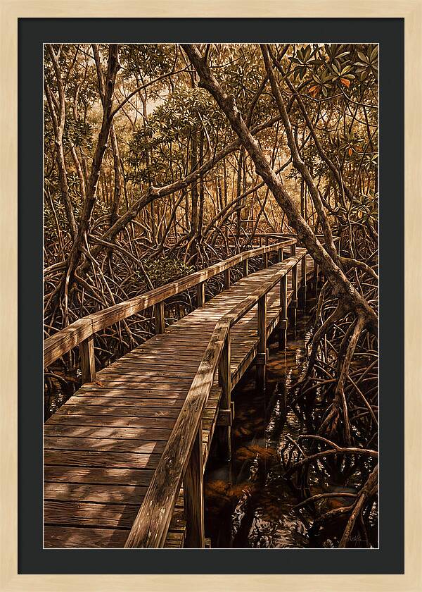 Wooden Bridge Through Mangrove Swamp