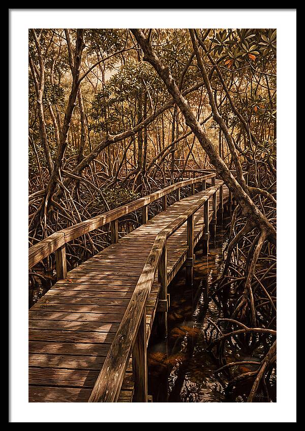 Wooden Bridge Through Mangrove Swamp