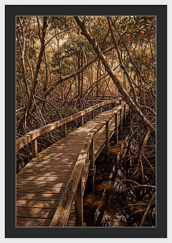 Wooden Bridge Through Mangrove Swamp
