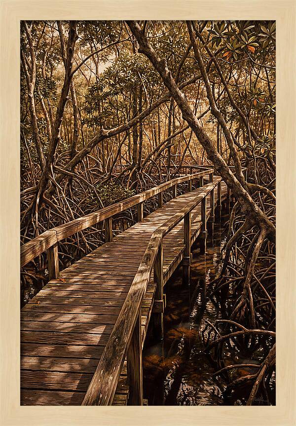 Wooden Bridge Through Mangrove Swamp