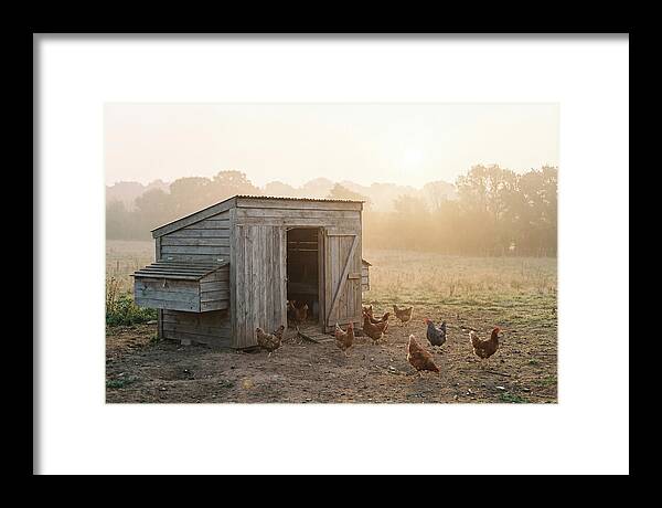 Wooden Chicken Coop At Dawn