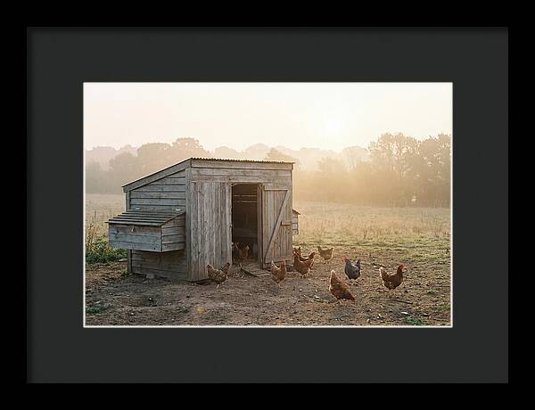 Wooden Chicken Coop At Dawn