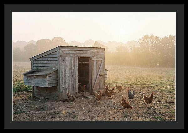 Wooden Chicken Coop At Dawn