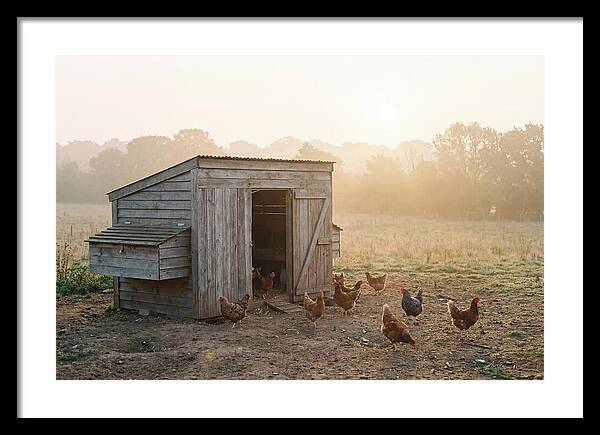 Wooden Chicken Coop At Dawn