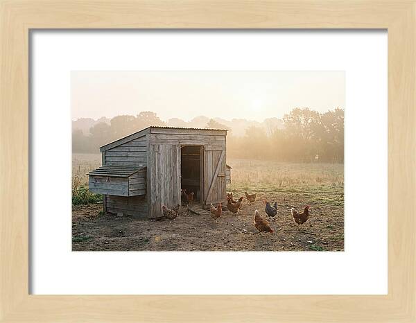 Wooden Chicken Coop At Dawn