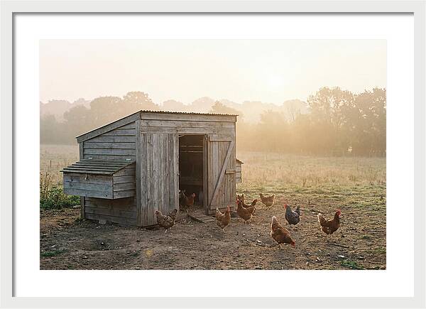 Wooden Chicken Coop At Dawn