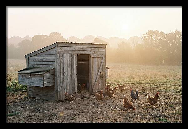 Wooden Chicken Coop At Dawn