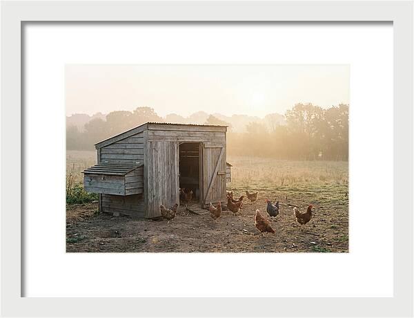 Wooden Chicken Coop At Dawn