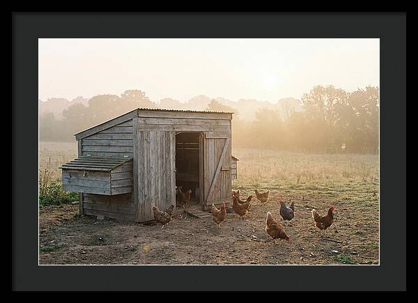 Wooden Chicken Coop At Dawn