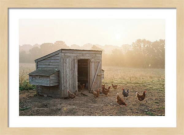 Wooden Chicken Coop At Dawn