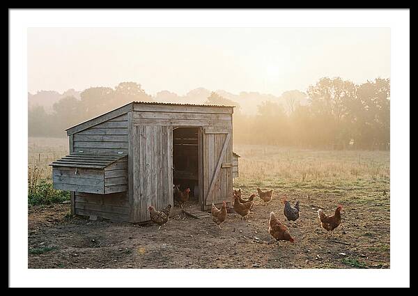 Wooden Chicken Coop At Dawn