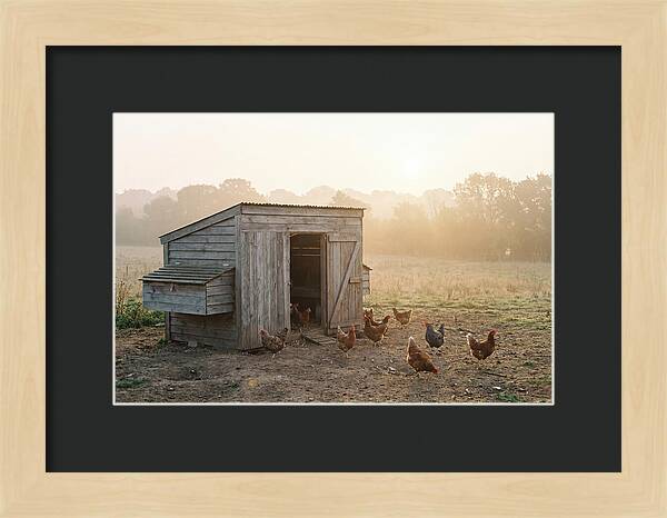 Wooden Chicken Coop At Dawn